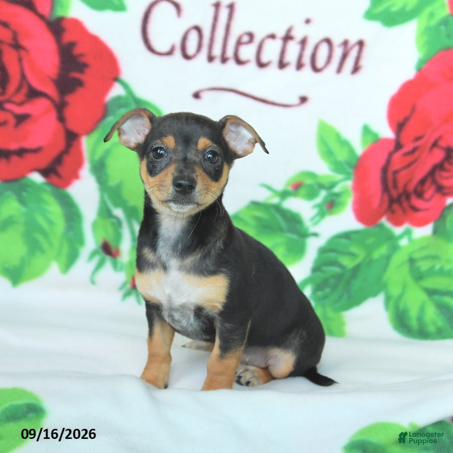 Mixed Breed dogs Honey - Ad 2