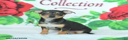 Mixed Breed dogs for sale: Honey - Ad 2