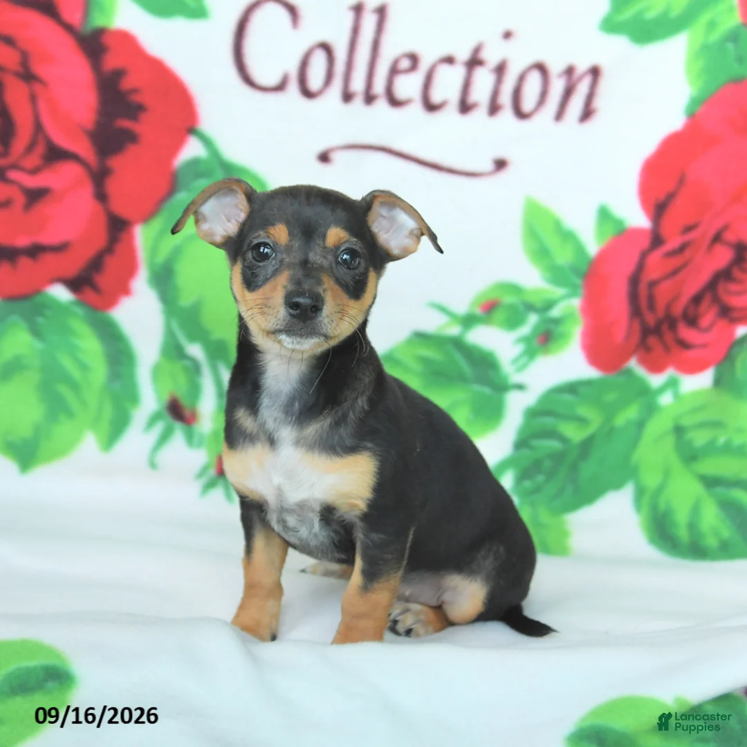 Mixed Breed dogs for sale: Honey - Ad 2