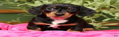 Jenny