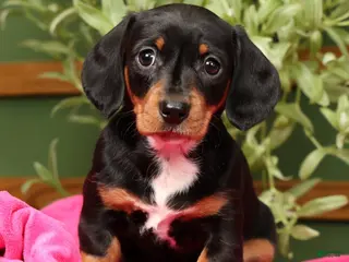 Miniature Dachshund dogs for sale: Jenny - Ad 2