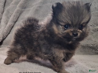 Pomeranian dogs Pomeranian Puppy 4 - Ad 16