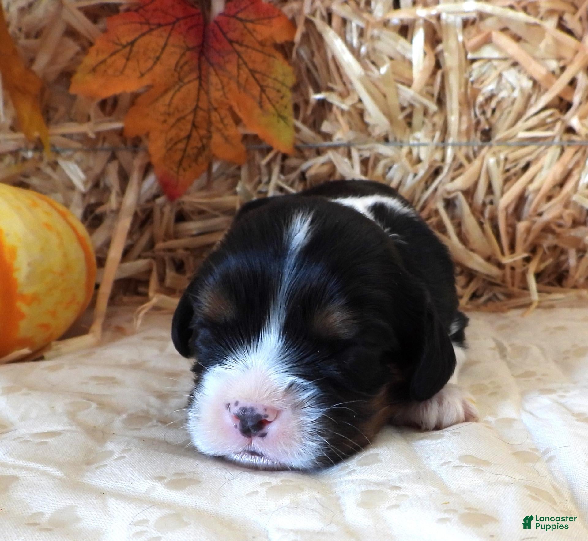 Cavalier King Charles Spaniel dogs #1 Male (Tippie's) - Ad 13