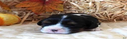 Cavalier King Charles Spaniel dogs for sale: #1 Male (Tippie's) - Ad 1