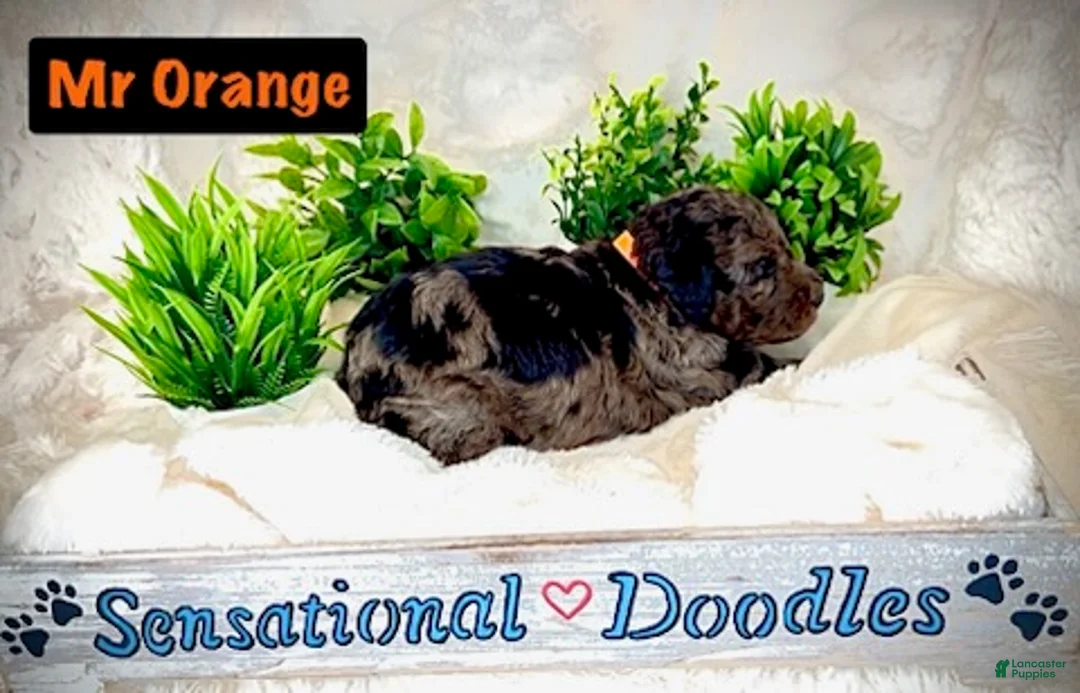 Goldendoodle dogs for sale: Mr. Orange - Ad 4