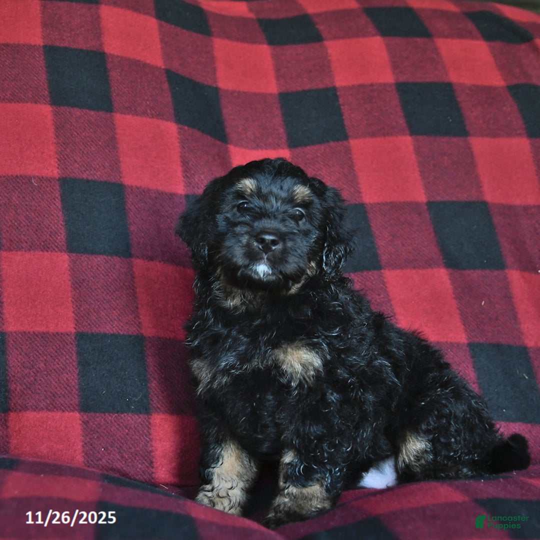 Mini Bernedoodle dogs for sale: Blitzen - Ad 3