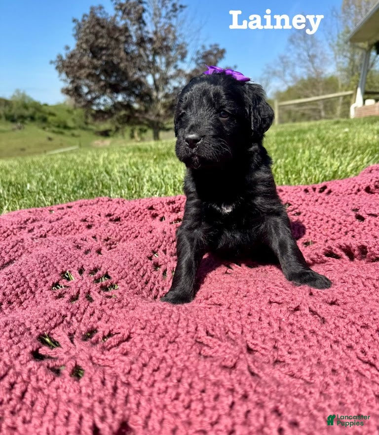 Bernedoodle dogs Lainey - Ad 41