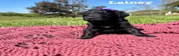 Bernedoodle dogs for sale: Lainey - Ad 3