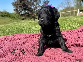 Bernedoodle dogs Lainey - Ad 41