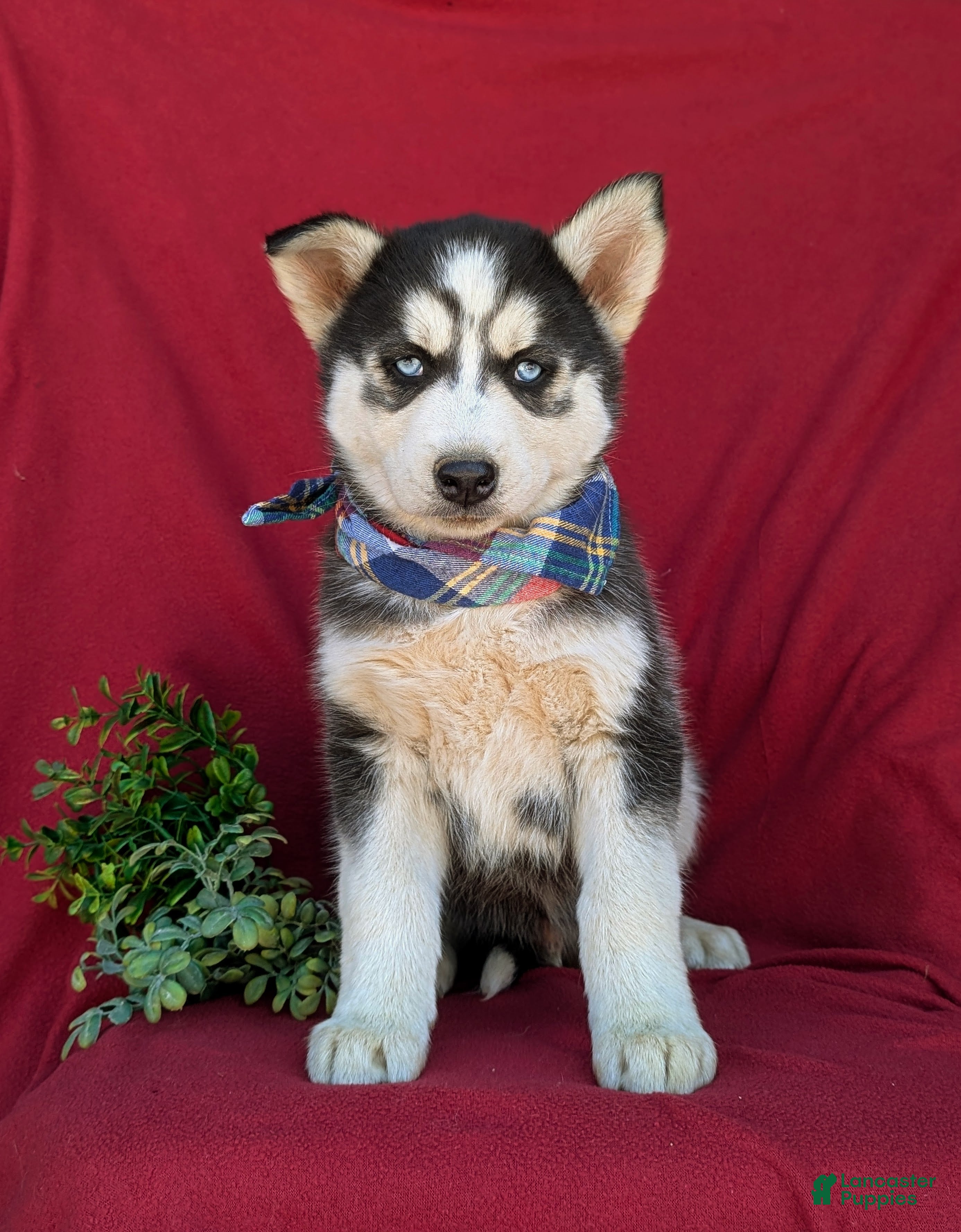 Siberian Husky dogs Griffith - Ad 2