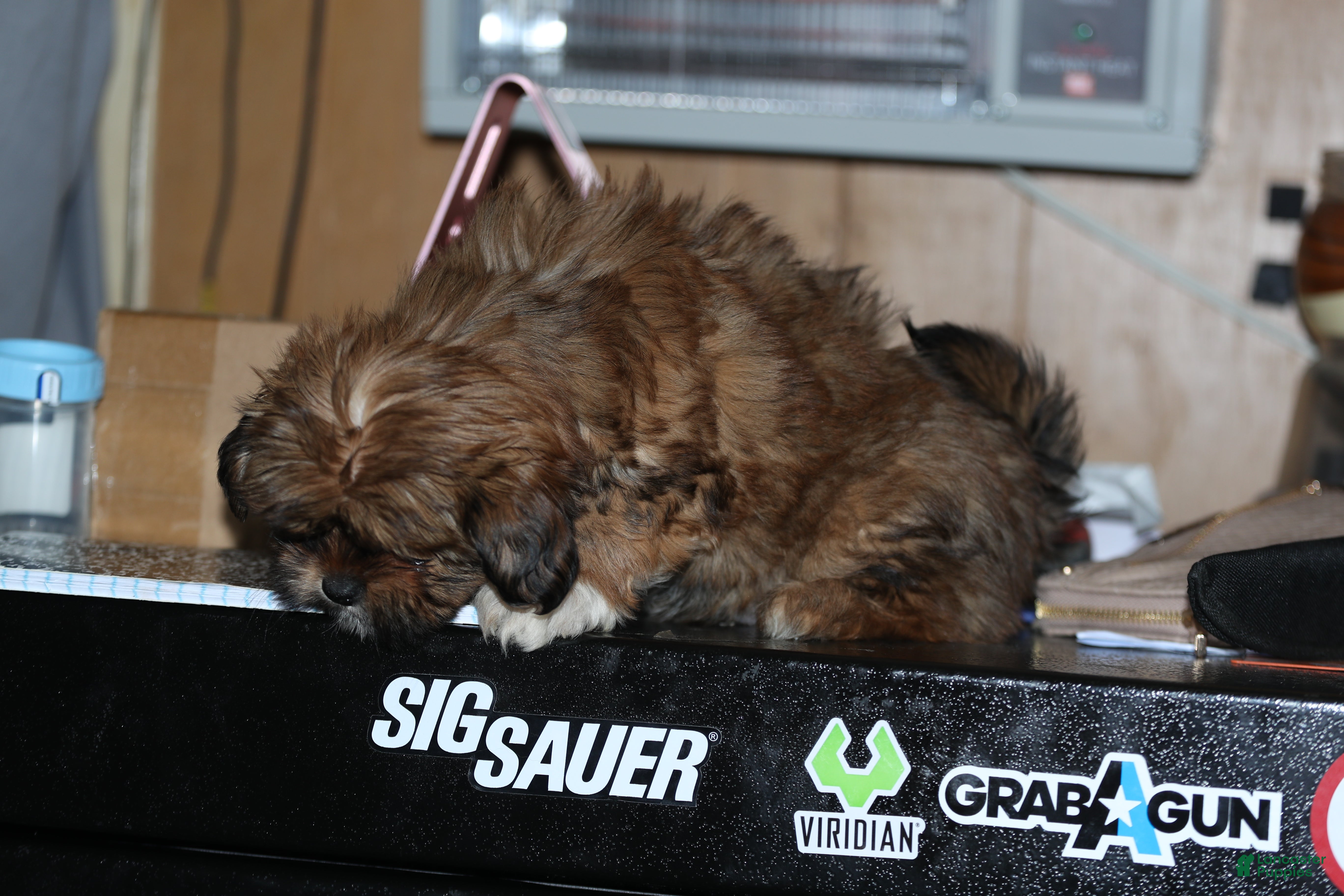 Shih Tzu dogs Shih Tzu Puppy 3 - Ad 8