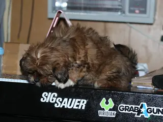 Shih Tzu dogs Shih Tzu Puppy 3 - Ad 8