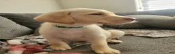 Labrador Retriever dogs for sale: Labrador Retriever Puppy 2 - Ad 7