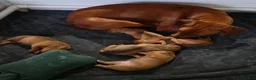 Rhodesian Ridgeback dogs for sale: Lucy - Ad 6
