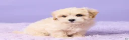 Maltipoo dogs for sale: Asher - Ad 3
