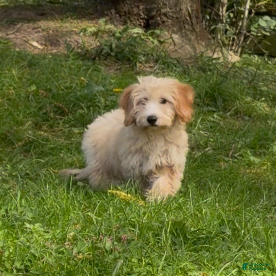 Mini Goldendoodle dogs Oak - Ad 2