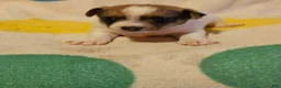 Chihuahua dogs for sale: Buddy - Ad 5