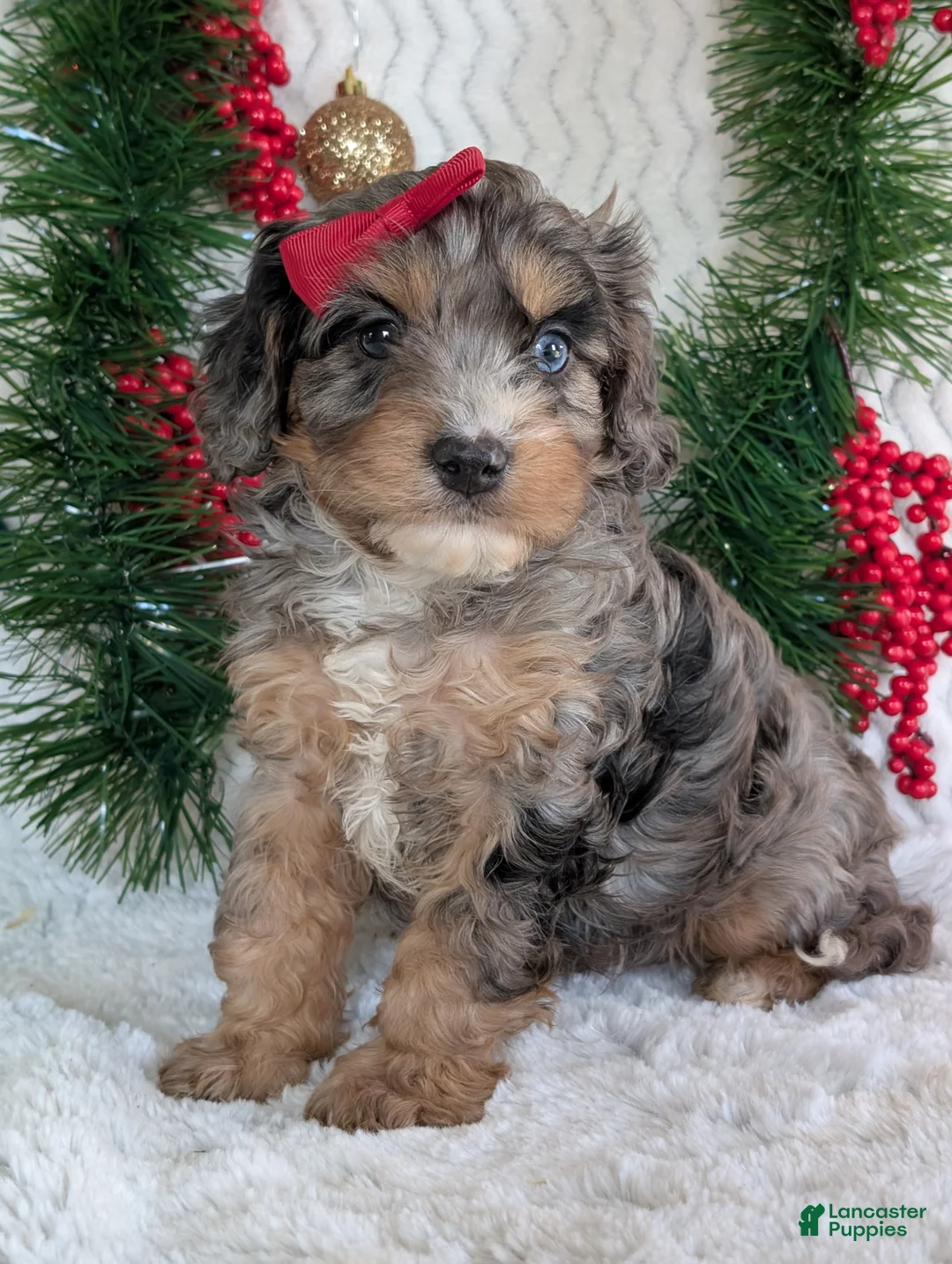 Cavapoo dogs for sale: Nemo - Ad 14