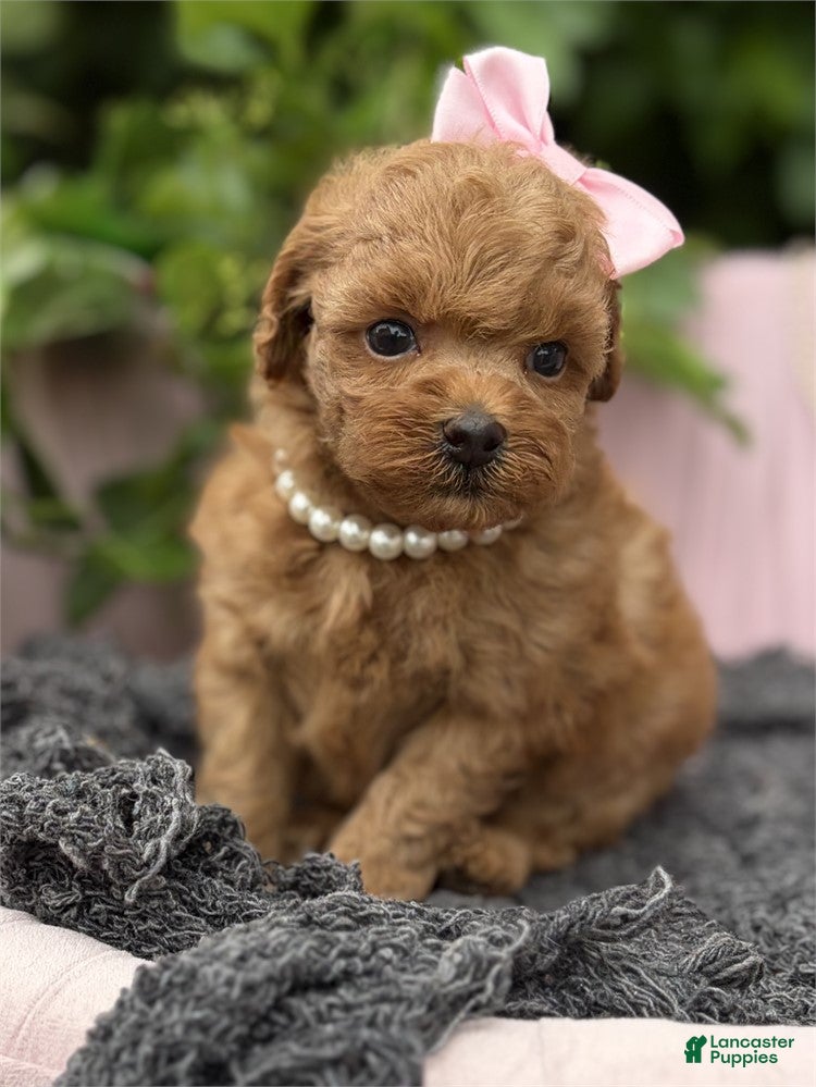 Toy Poodle dogs Toy Poodle 1 - Ad 1