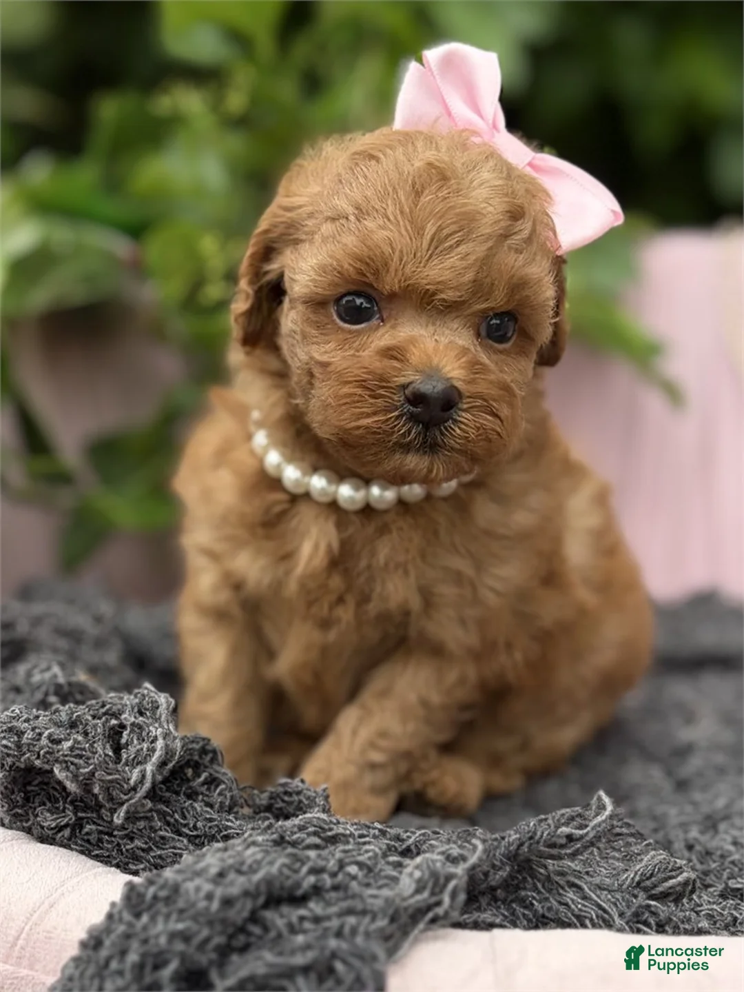 Toy Poodle dogs for sale: Toy Poodle 1 - Ad 1