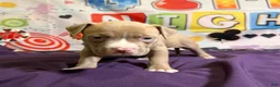 American Bully dogs for sale: Twister  - Ad 10