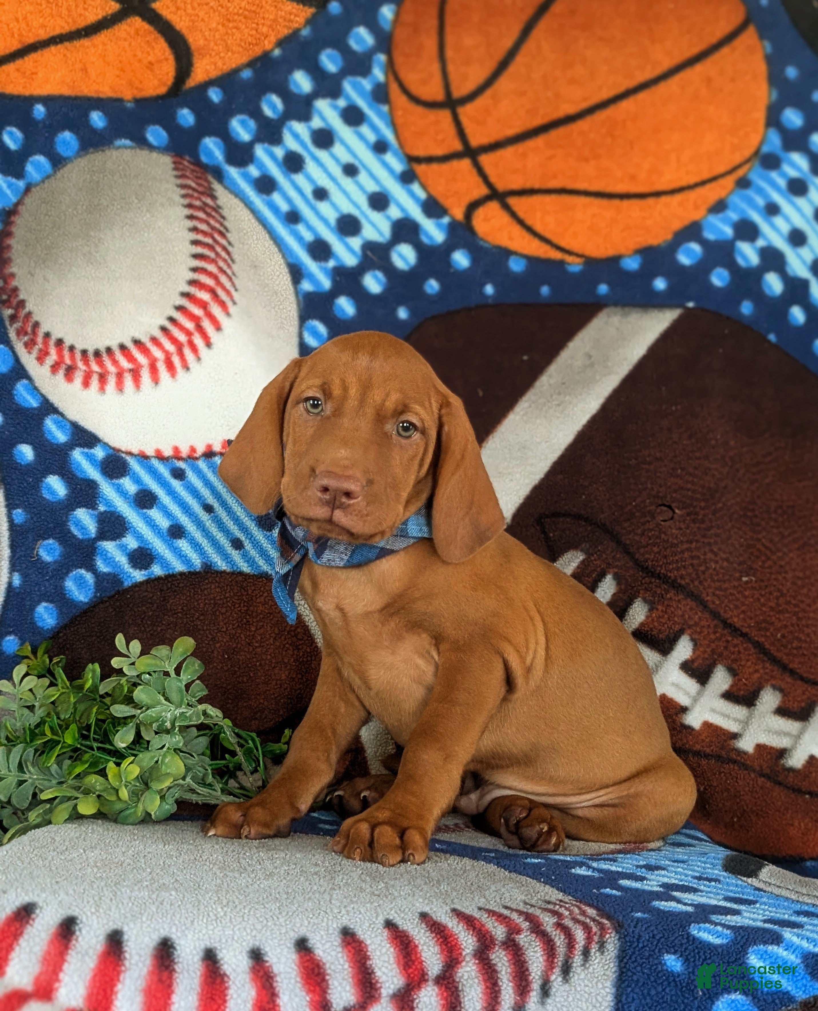 Vizsla dogs Tyson - Ad 2