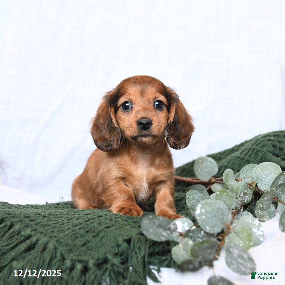 Miniature Dachshund dogs for sale: Toby - Ad 1