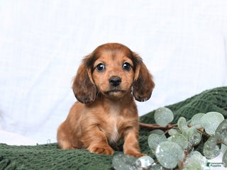 Miniature Dachshund dogs Toby - Ad 32