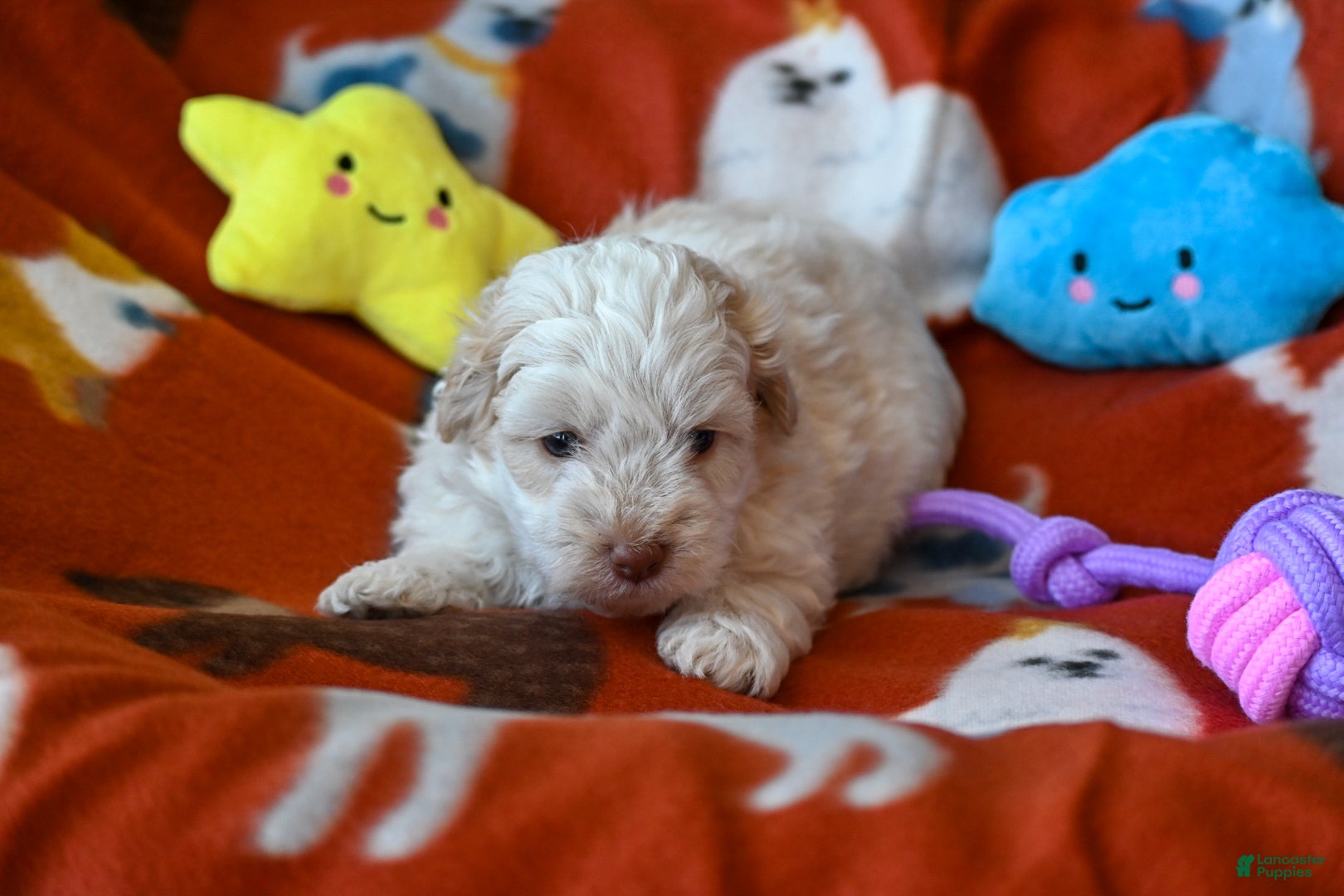 Havapoo dogs Calvin - Ad 2