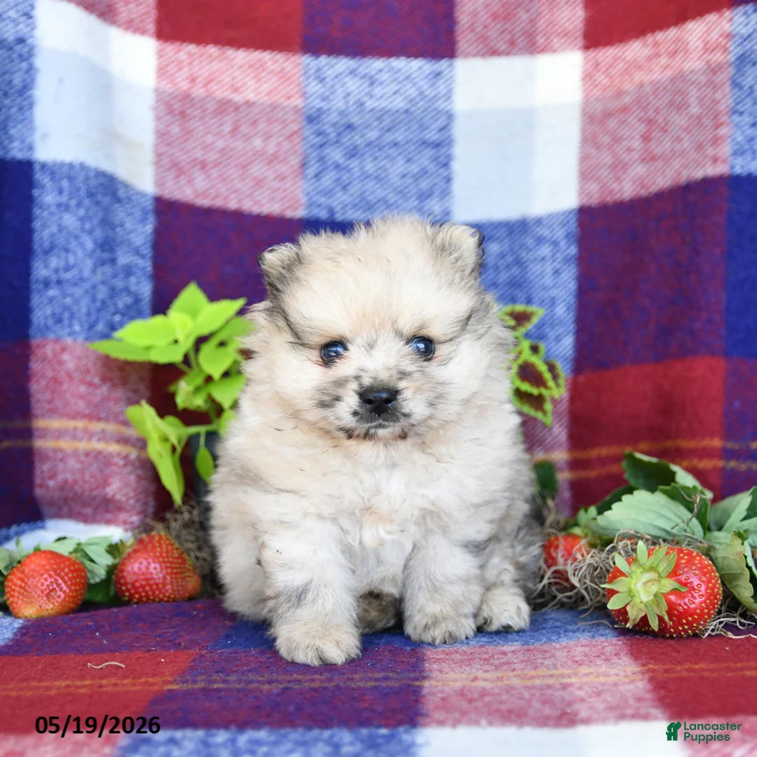 Pomeranian dogs for sale: Rusty - Ad 1
