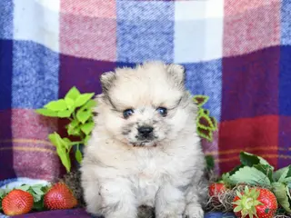 Pomeranian dogs for sale: Rusty - Ad 2