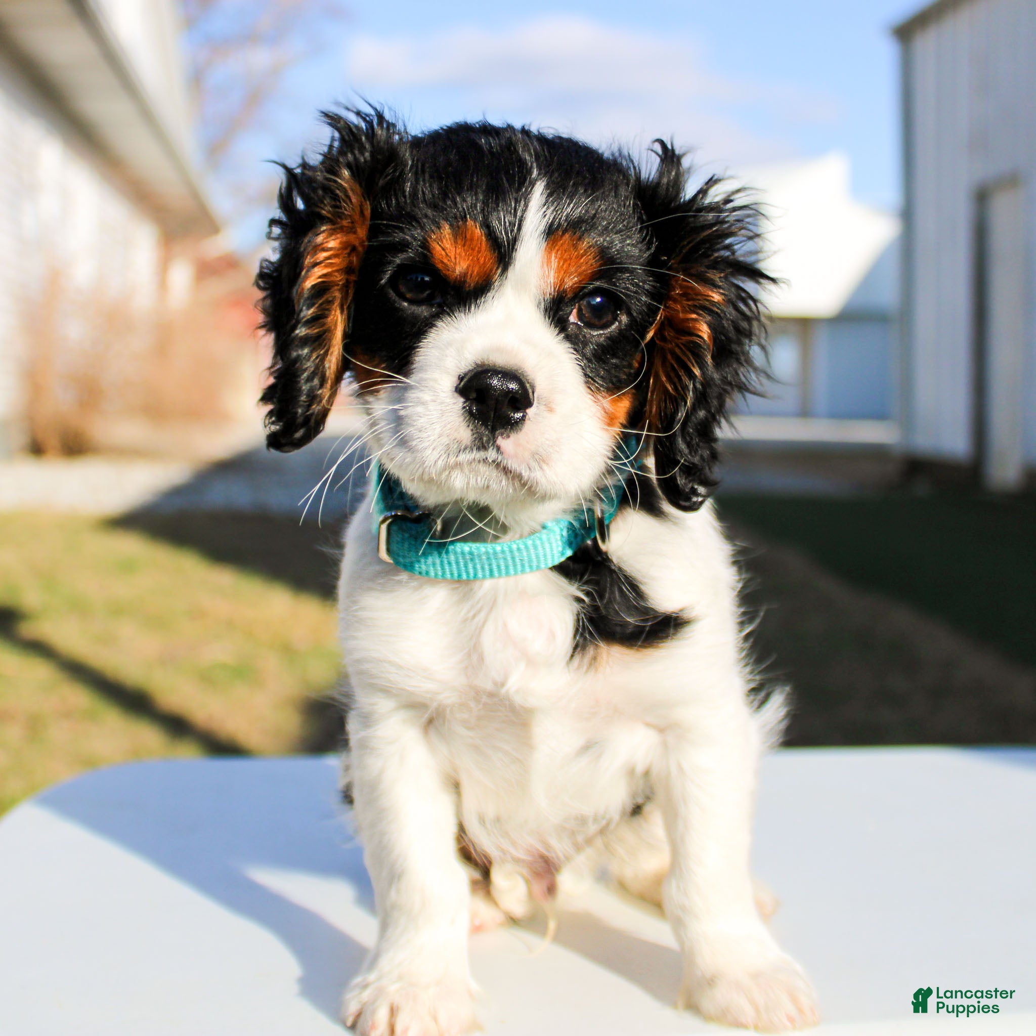 Cavalier King Charles Spaniel dogs Joey  - Ad 1