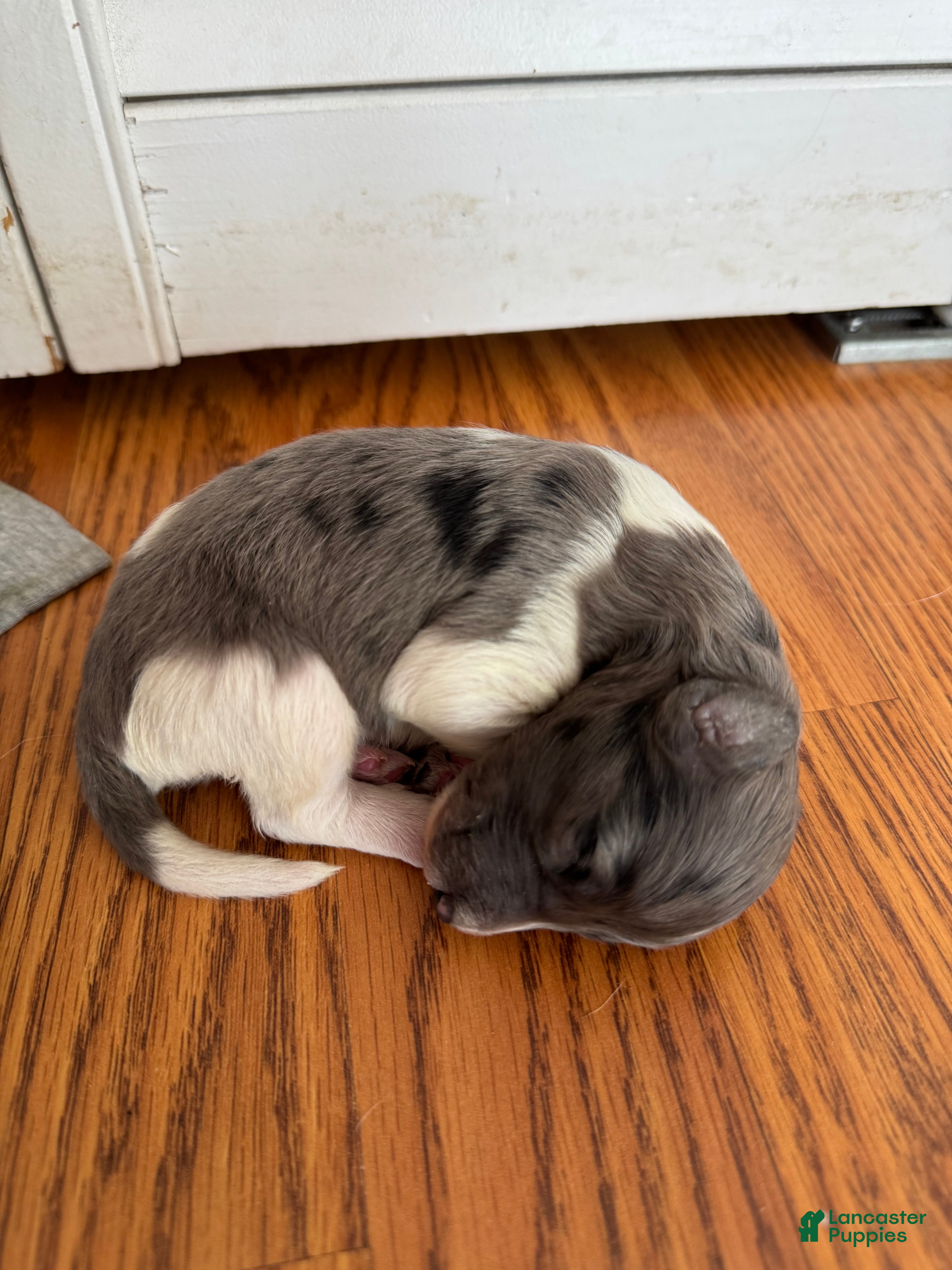 Sheltiedoodle dogs for sale: Blue - Ad 5