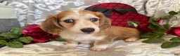 Miniature Dachshund dogs for sale: Brynn - Ad 2