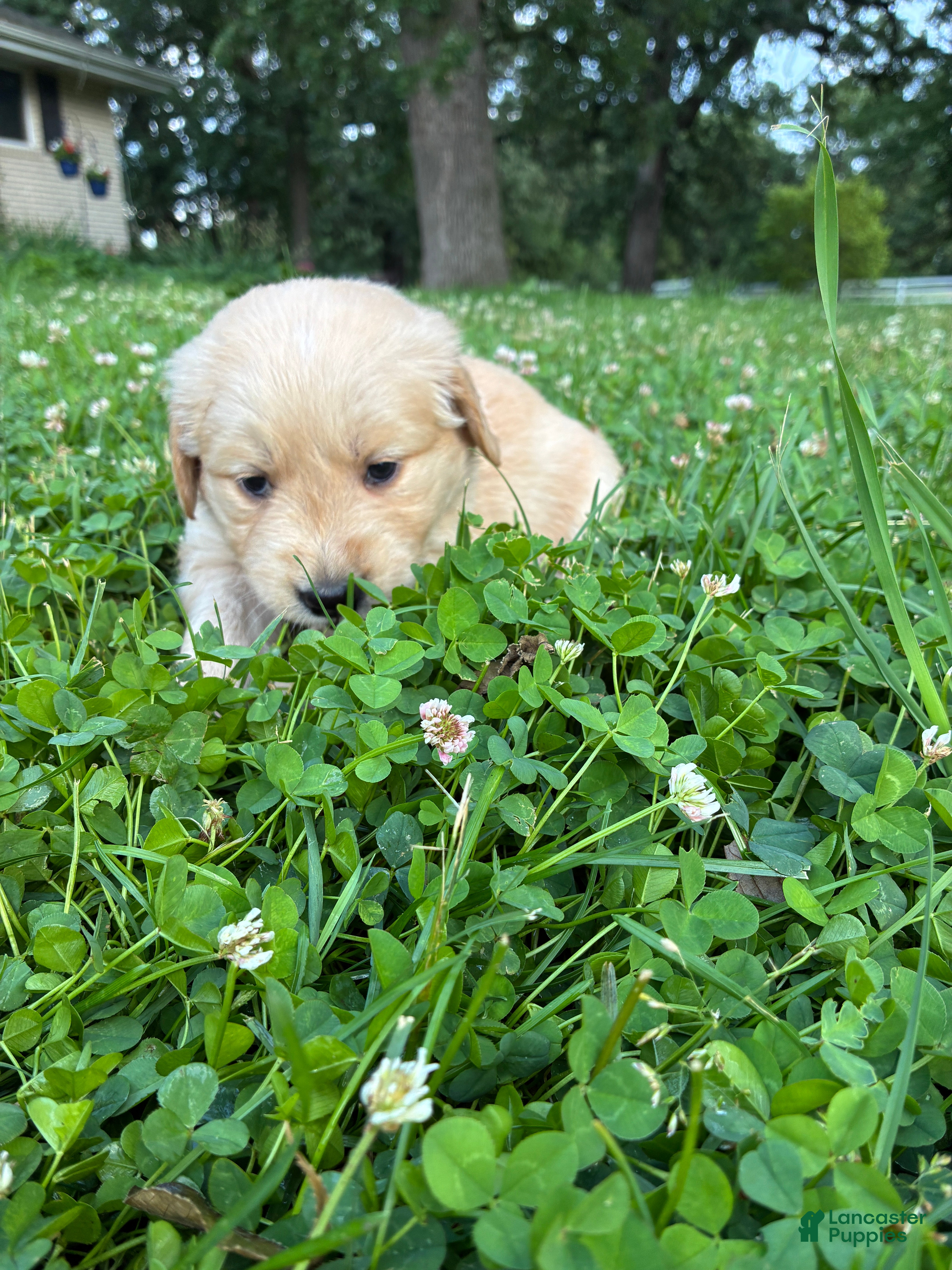 Golden Retriever dogs 8# Iceman - Ad 1
