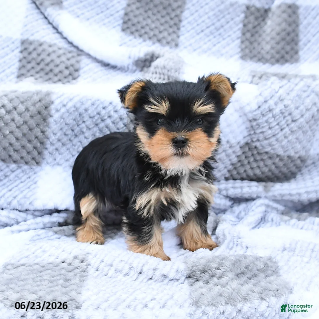 Yorkshire Terrier dogs for sale: Hershey - Ad 1