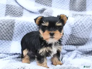 Yorkshire Terrier dogs for sale: Hershey - Ad 1