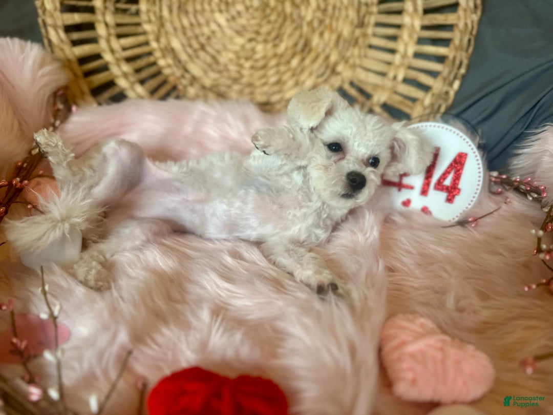 Maltipoo dogs for sale: Mopsie - Ad 15