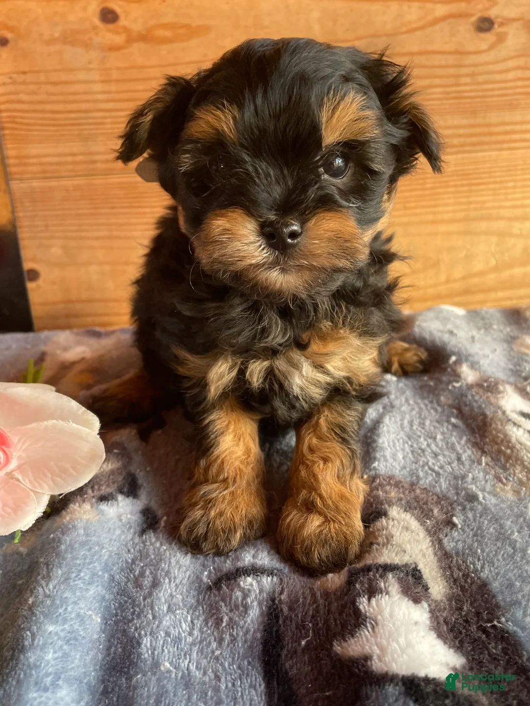 Pomapoo dogs for sale: Finn - Ad 2