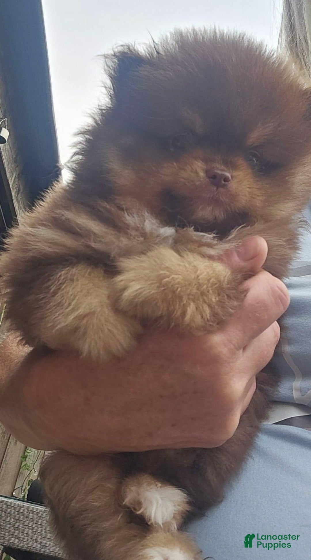 Pomeranian dogs for sale: Naya - Ad 7