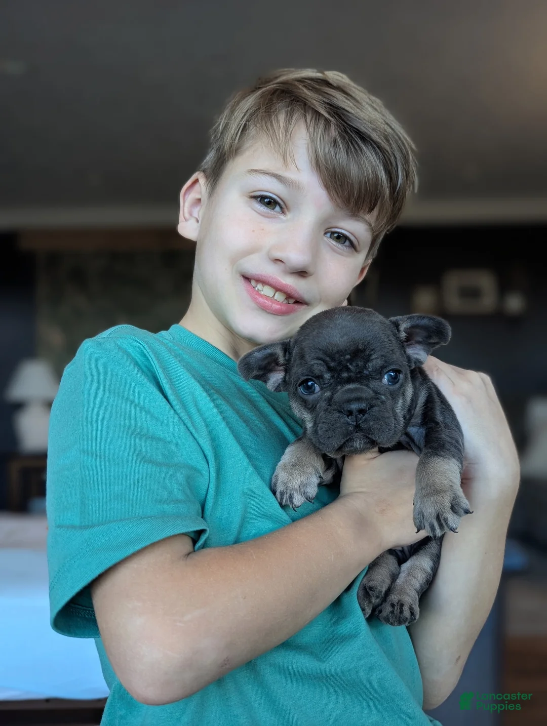 French Bulldog dogs for sale: Mojo - Ad 1