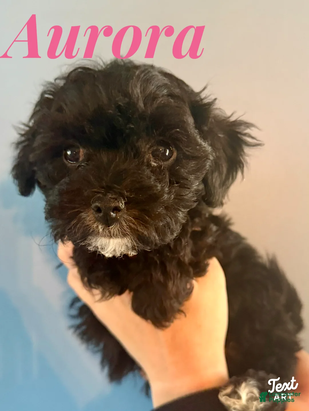 Maltipoo dogs for sale: Maltipoo Puppy 3 - Ad 1