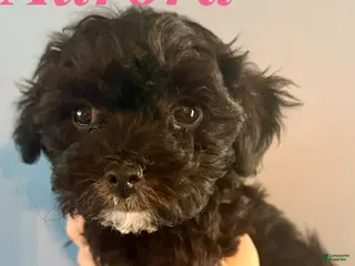 Maltipoo dogs for sale: Maltipoo Puppy 3 - Ad 3