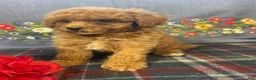 Toy Poodle dogs for sale: Frankie - Ad 3