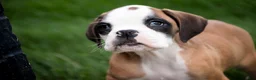 Boxer dogs for sale: Dirk - Ad 8