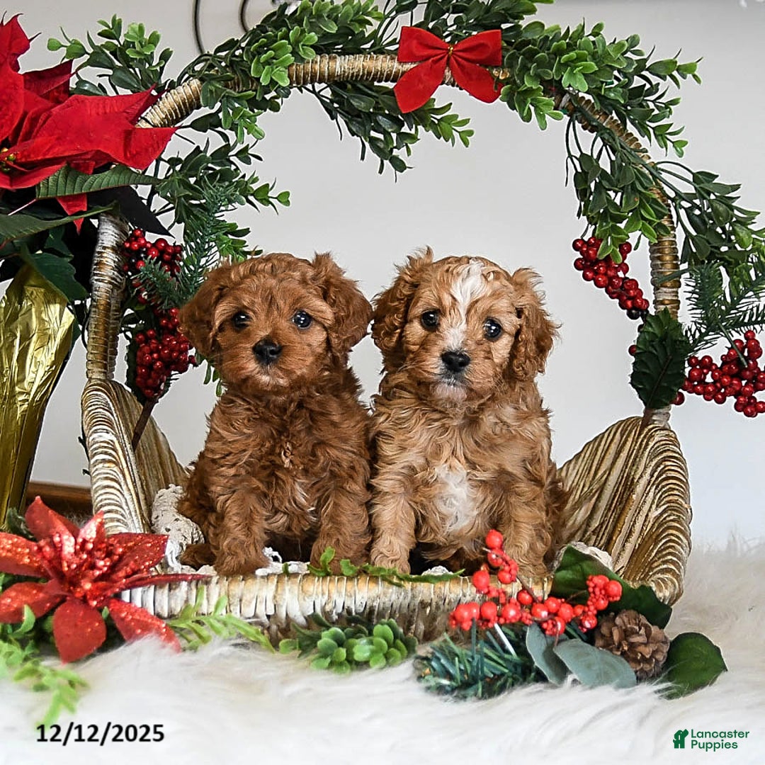 Cavapoo dogs for sale: Dixie - Ad 5