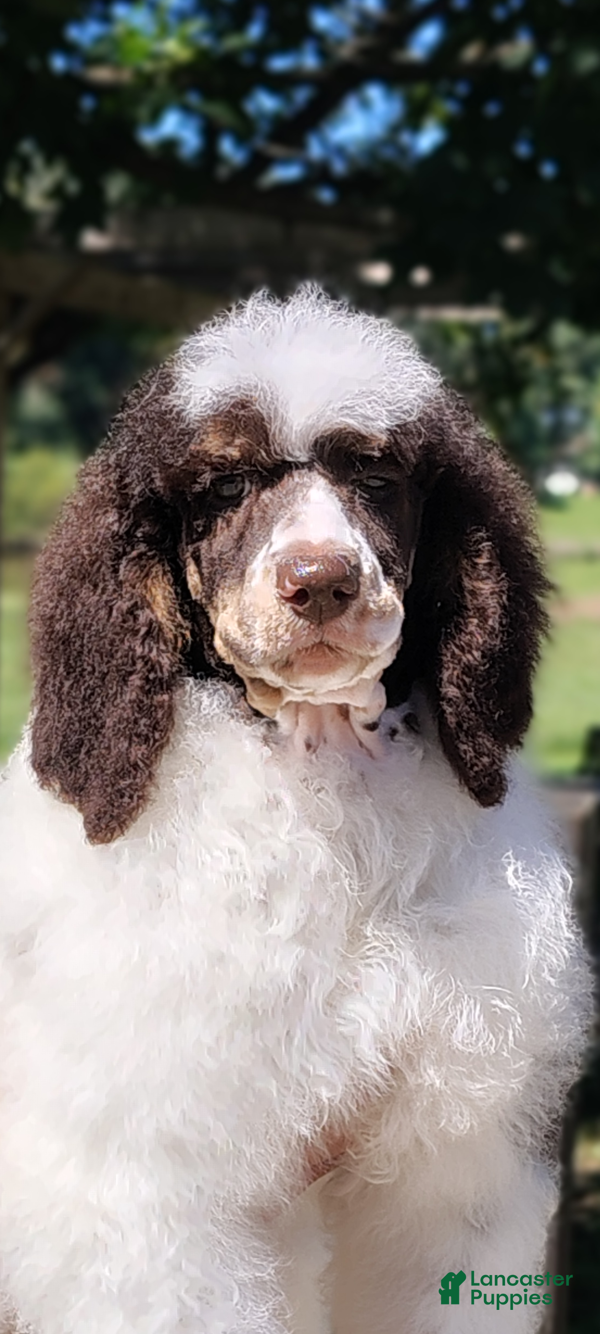 Standard Poodle dogs Cutlass  - Ad 1