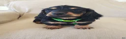 Miniature Dachshund dogs for sale: BILLIE - Ad 6