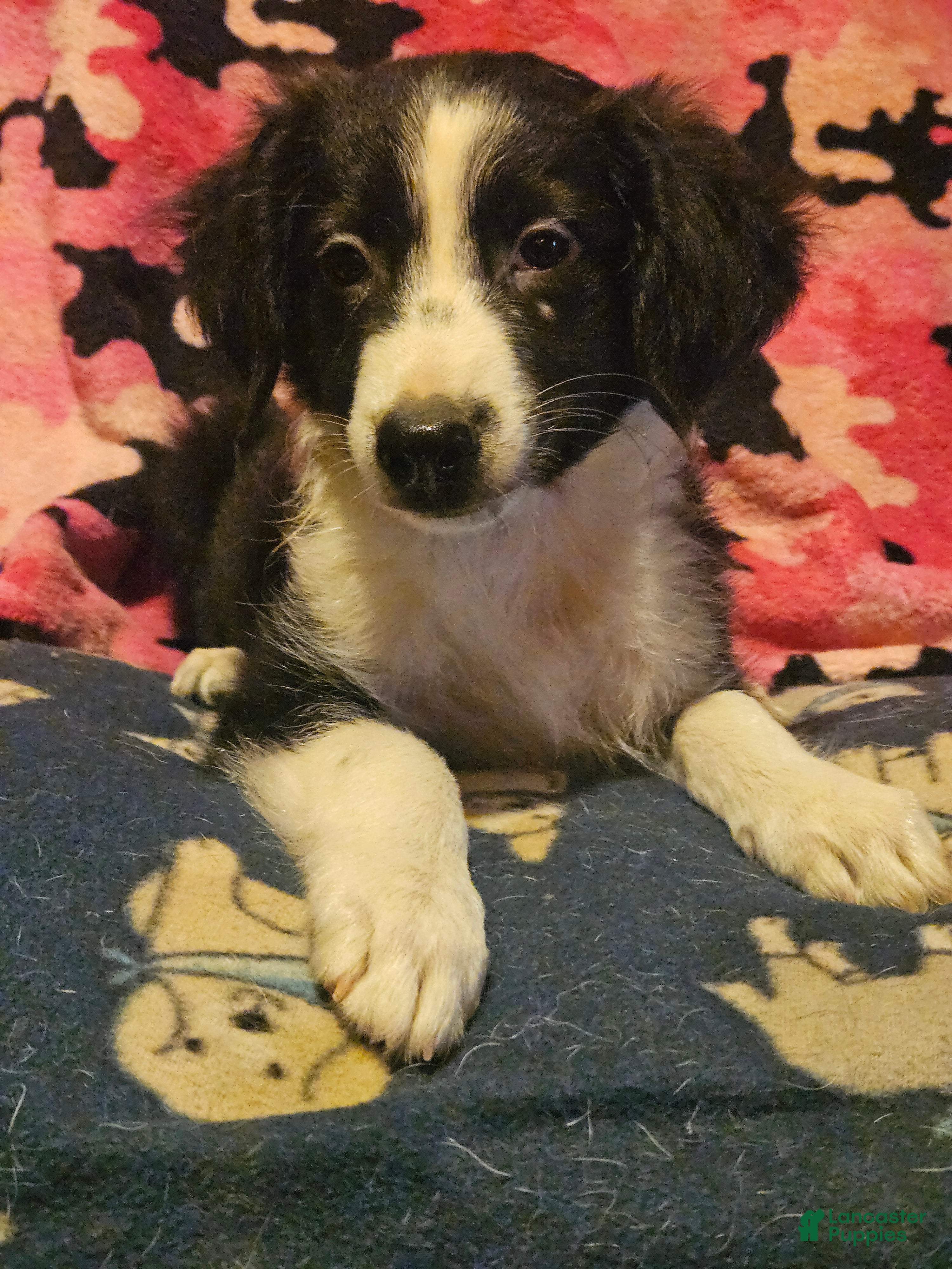 Border Collie dogs Noddy - Ad 30