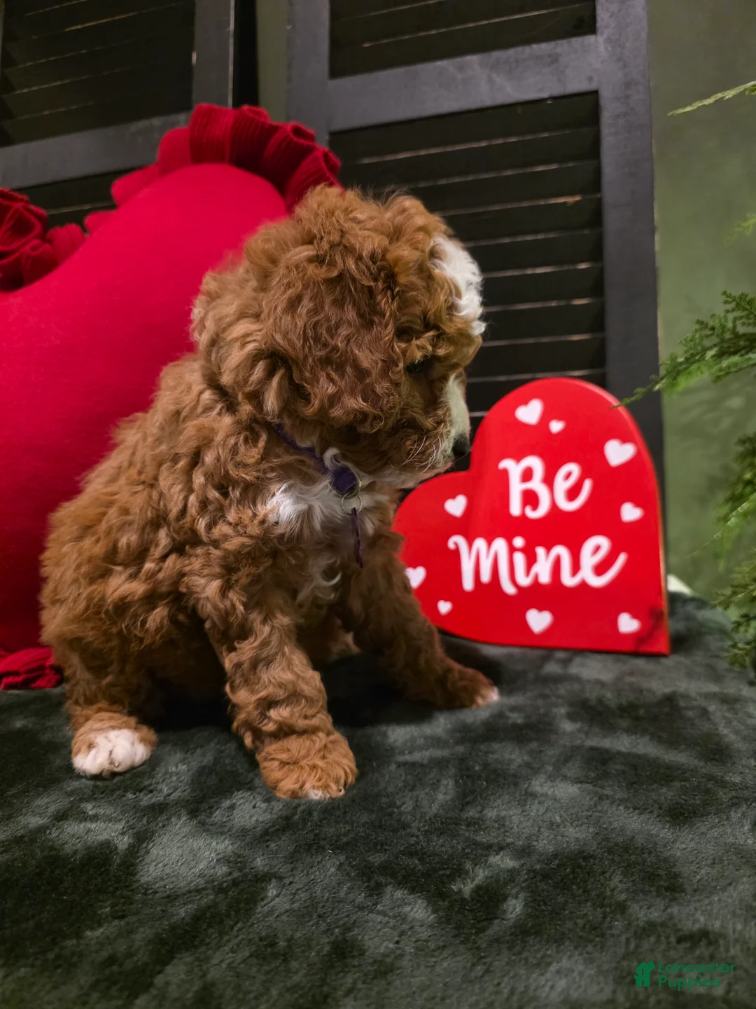 Mini Bernedoodle dogs for sale: Star - Ad 6